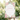 Floral Bridal Shower Welcome Signs